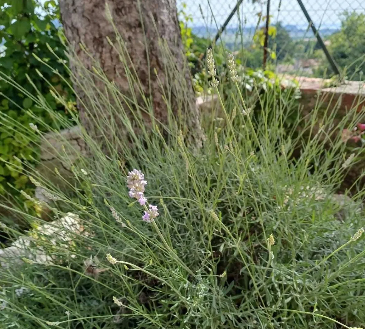 Apartamento Dimora Gaon Casa Aureus Caprino Veronese